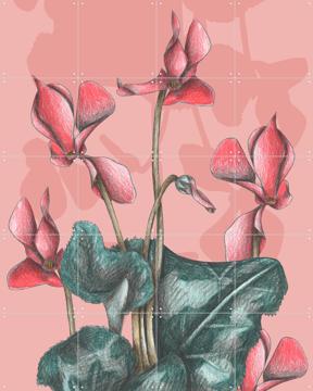'Cyclamens' par Cecilia Battaini