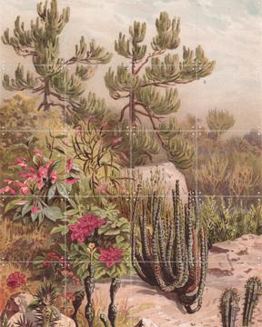 'Euphorbiaceen' by Aster Edition