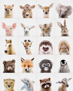 'Peekaboo Animals Collage Box' van Lila + Lola