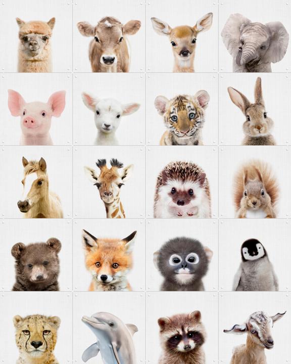 Peekaboo Animals Collage Box