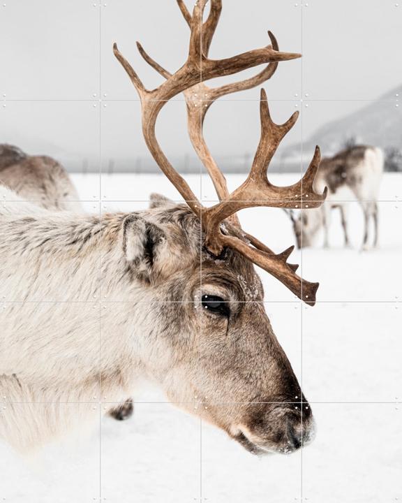 Reindeer in Norway