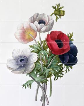 IXXI - Anemone by Pierre Joseph Redoute & Natural History Museum