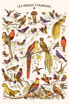 'Les Oiseaux Etrangers' by Aster Edition