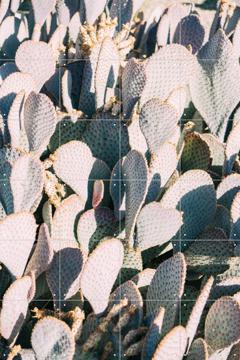 'Blue Cacti Garden' van Pati Photography