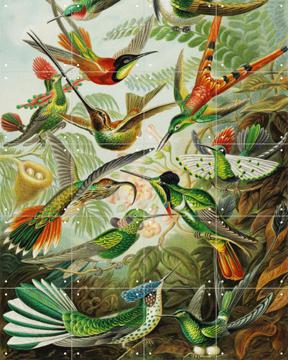 IXXI - Hummingbirds door Ernst Haeckel & Victoria and Albert Museum