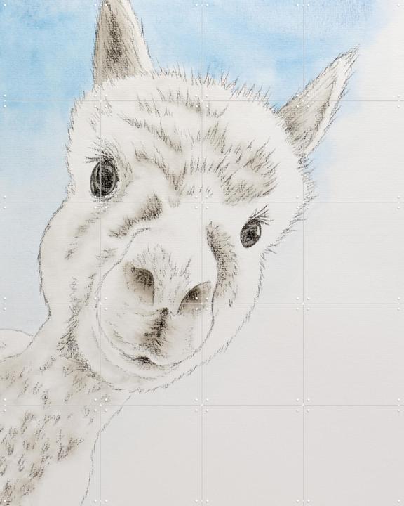 Curious Alpaca