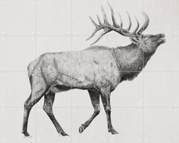 IXXI - Elk by Artist unknown & Natural History Museum