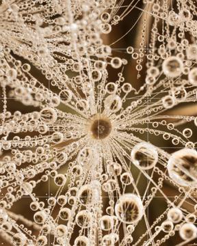 'Een abstracte structuur uit de natuur' by Marjolijn van den Berg