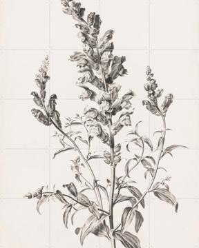 'Large Snapdragon' by Gerard van Spaendonck & Het Noordbrabants Museum