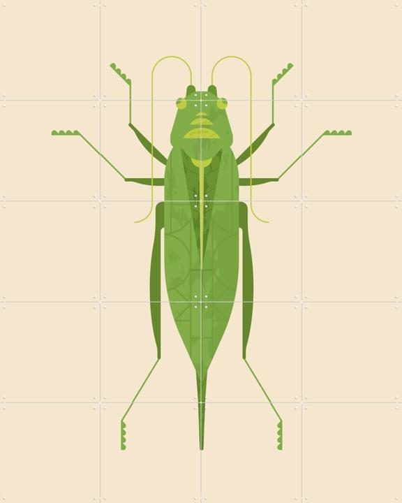 Large Green Saber Grasshopper