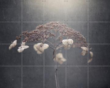 'White Hydrangea' von Takashi Suzuki