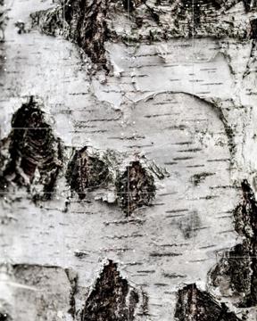 'Birch Tree 2' von Mareike Böhmer