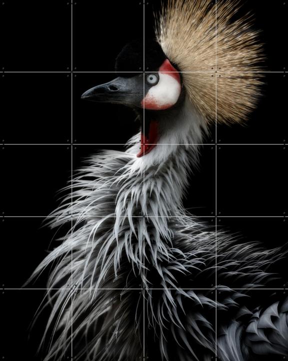 Crowned Crane's Portrait