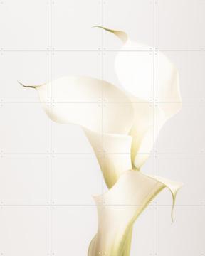 'White Calla Lily No 3' van 1x Studio II