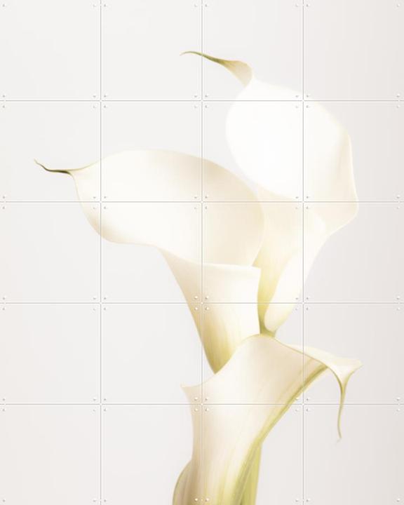 White Calla Lily No 3