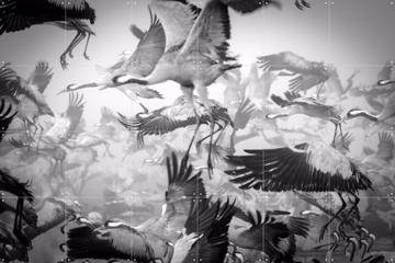 'Bird Migration' by Ido Meirovich