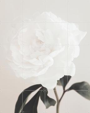 'Peony 03' van 1x Studio II