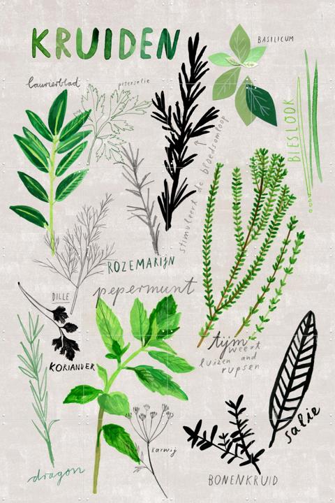 Kruiden