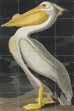 IXXI - American White Pelican by John James Audubon & Natural History Museum