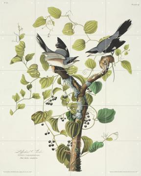 IXXI - Loggerhead shrike by John James Audubon & Natural History Museum