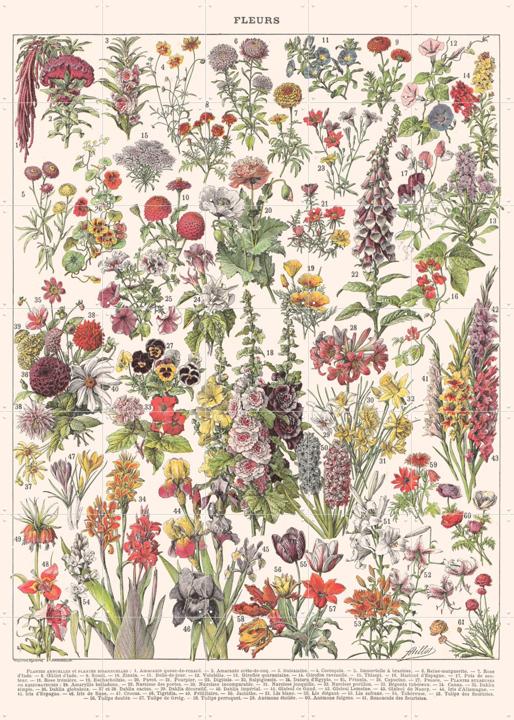 Fleurs Larousse print