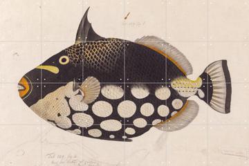 IXXI - Black Fish door Kawahara Keiga & Naturalis