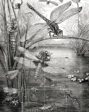 'Dragonflies' von Naturalis