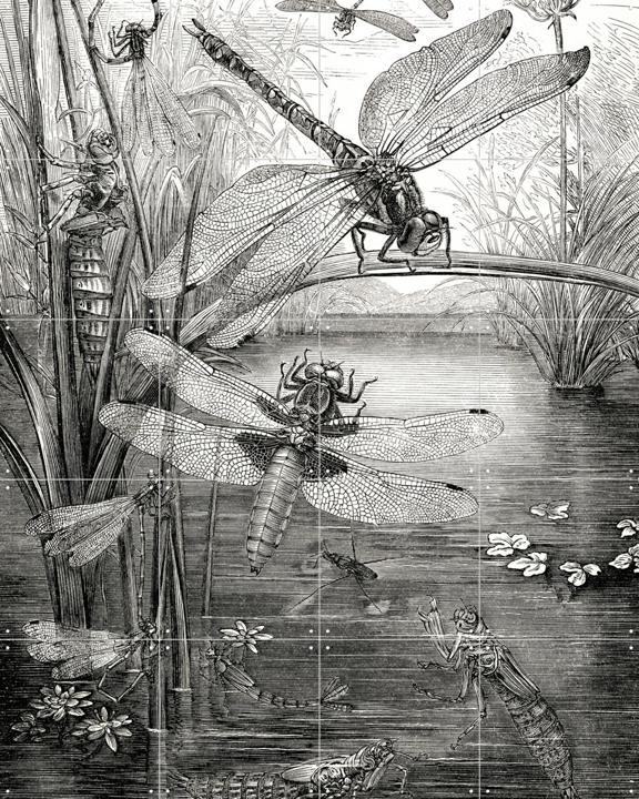 Dragonflies