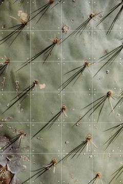 'Cactus Zoom' by Chris Abatzis