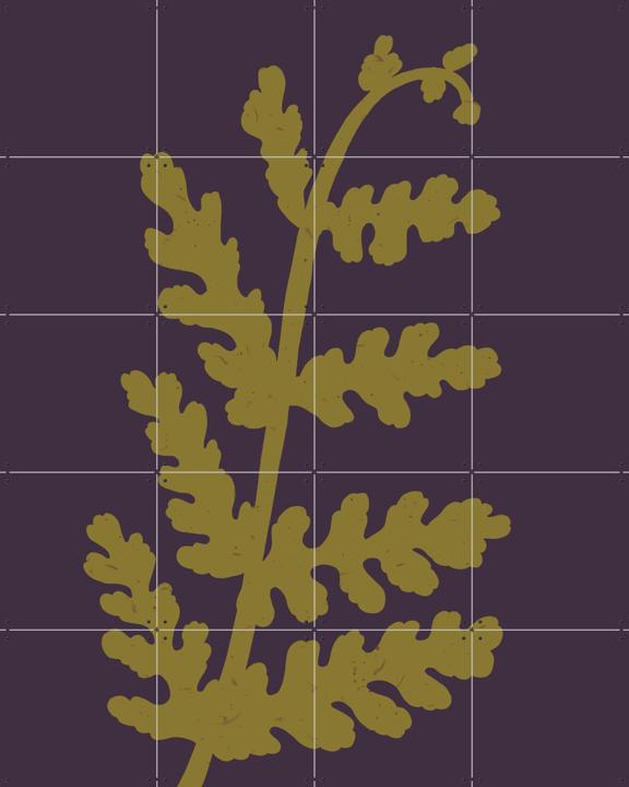 Fern