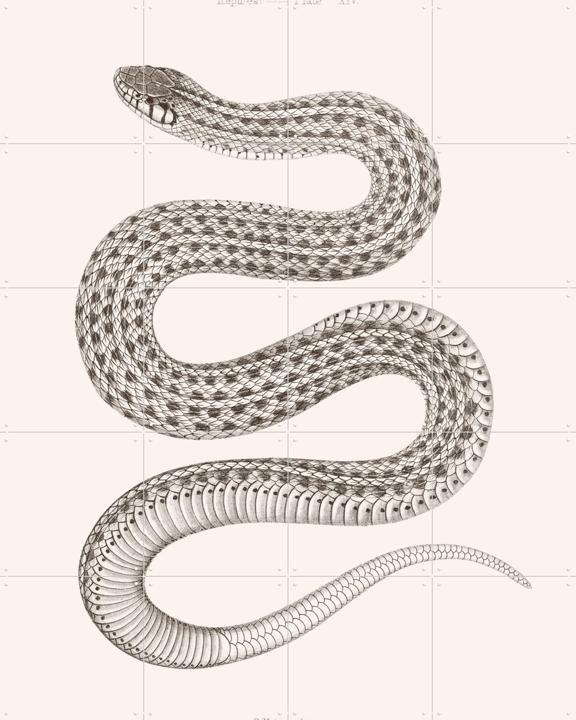 Plate XIV