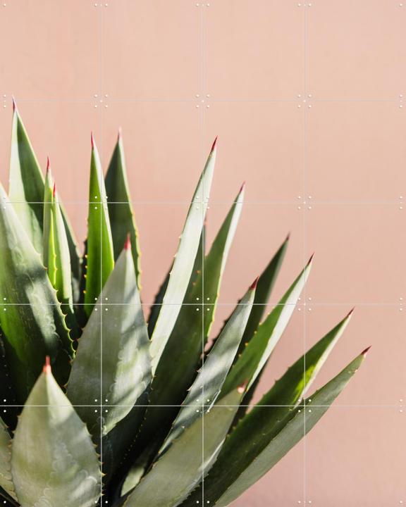 Green Plant Pink Wall