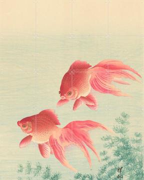 'Two Goldfish' by Ohara Koson & Rijksmuseum