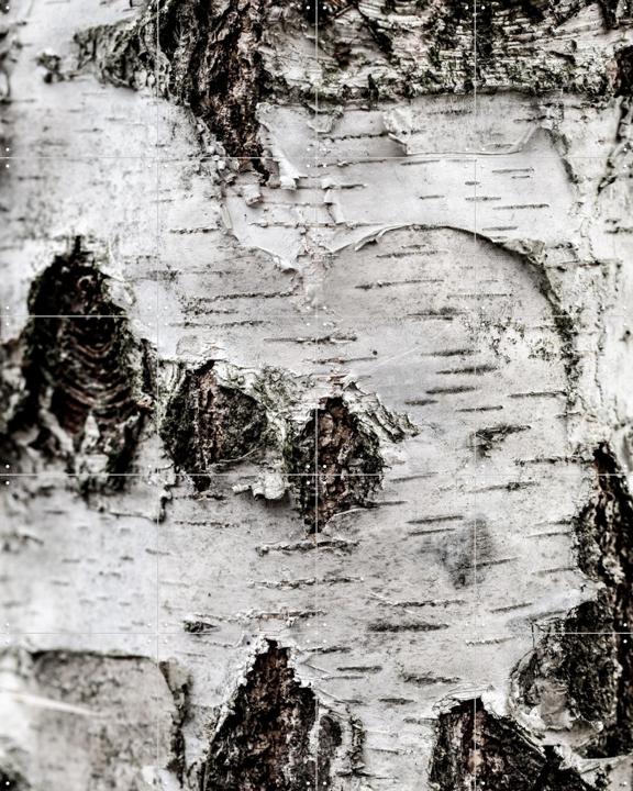 Birch Tree 2