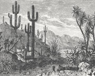 'Cactuses in Mountains' van Aster Edition