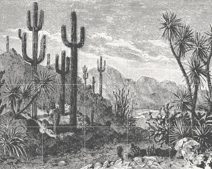 Cactuses in Mountains