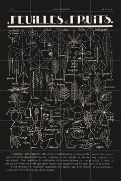 'Feuilles et Fruits noir' par Aster Edition
