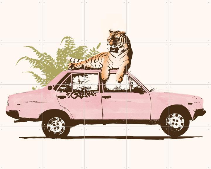 Tiger on Car