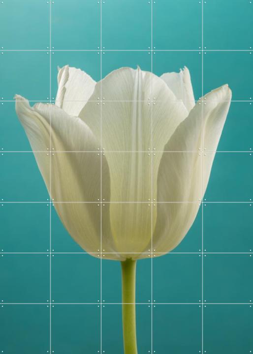 De Witte Tulp