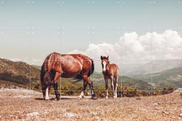 'Wild Horses' par Ingrid Beddoes