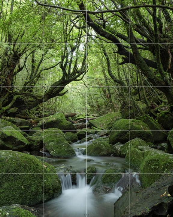 Mystical moss forest