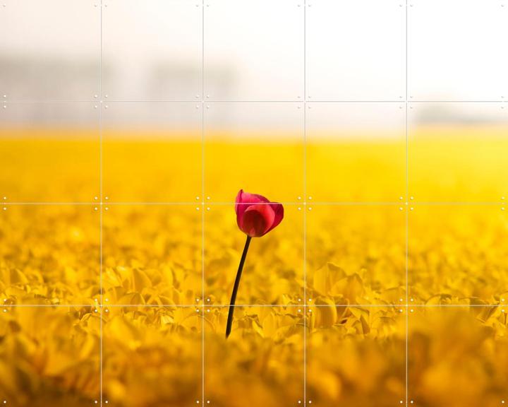 Dutch Rebels Idealist