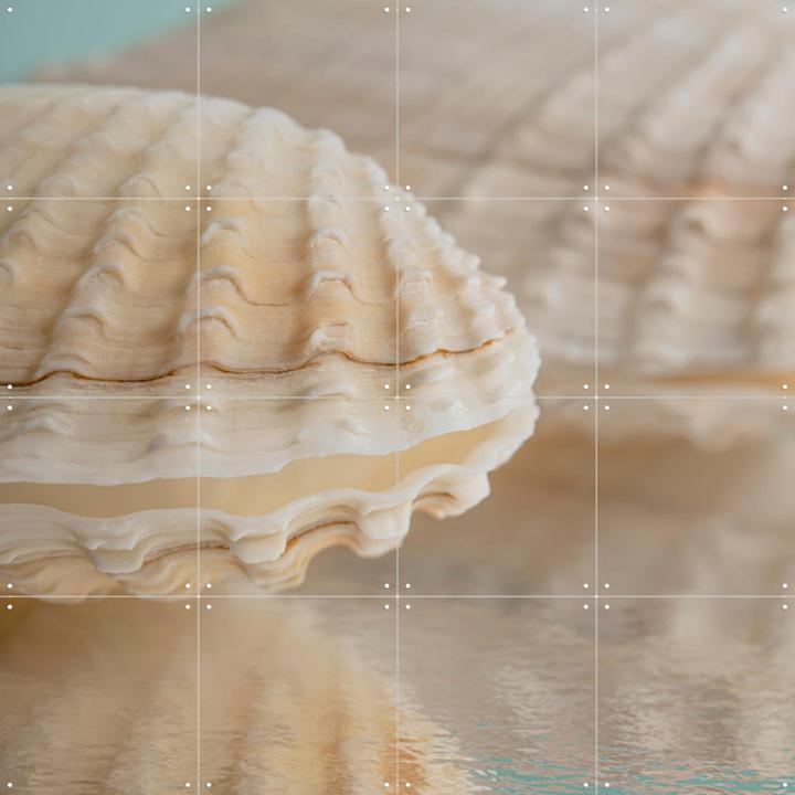 Vakantiegevoel in pastelkleuren- Een schelp van een boormossel 