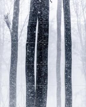 'Snow Trees 2' van Mareike Böhmer