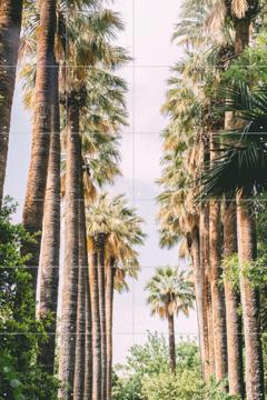 'Palm Tree Lane' von Pati Photography