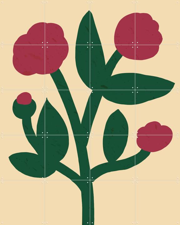Pink Poppy