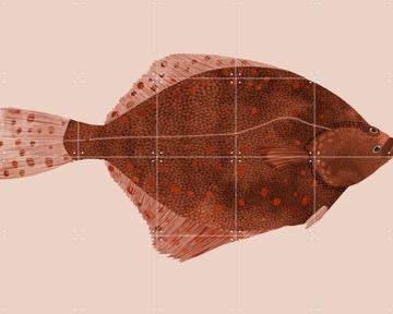 'Plaice' van Merel Corduwener