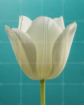 'The White Tulip' by Marjolijn van den Berg