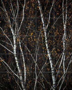 'Birch Trees Dark' von Mareike Böhmer