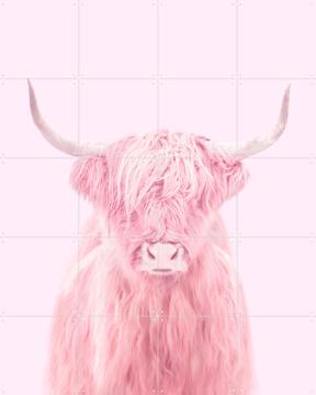 'Highland Cow' by Paul Fuentes